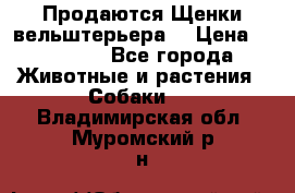 Продаются Щенки вельштерьера  › Цена ­ 27 000 - Все города Животные и растения » Собаки   . Владимирская обл.,Муромский р-н